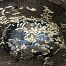 シロアリによるベイト剤侵食状況